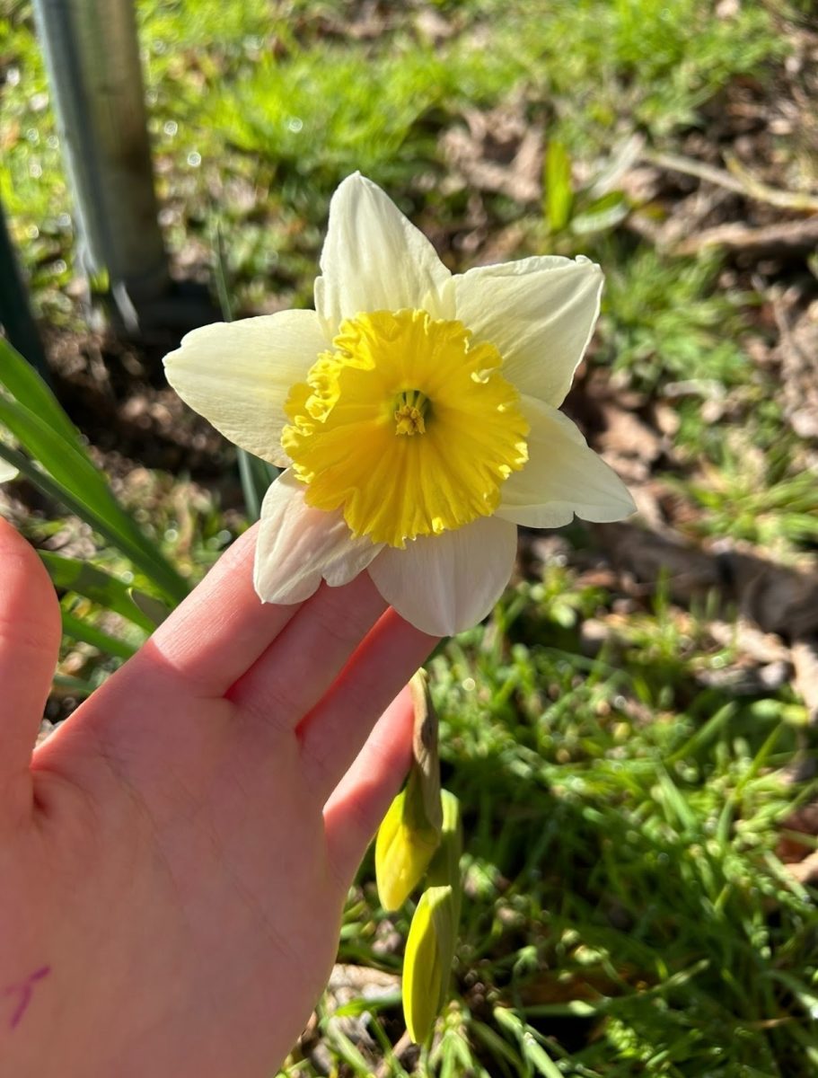  A symbol of Spring’s return, the Daffodil’s cheerful bloom.